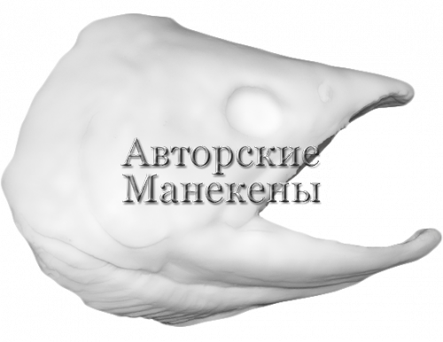 Голова нерка (самка)