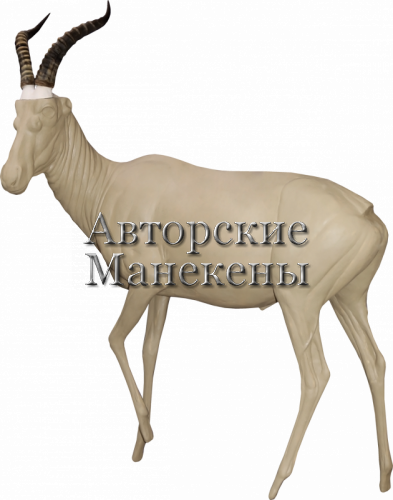 Манекен блесбок (бубал) БЛБМ-1 Л