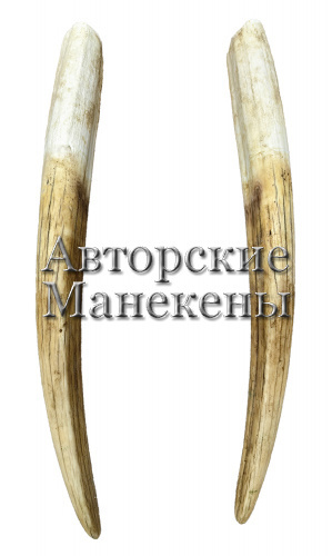 Бивни морж