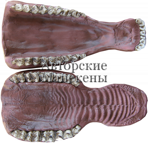 Челюсти бизон, буйвол, зубр