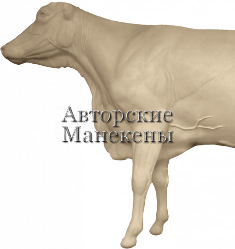 Манекен корова КРВМ-1 1/2
