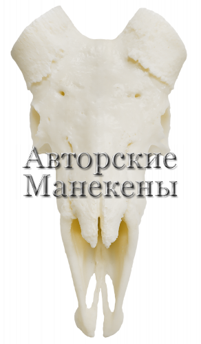 Череп тур дагестанский