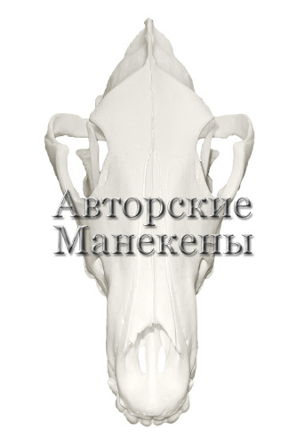 Череп волк европейский
