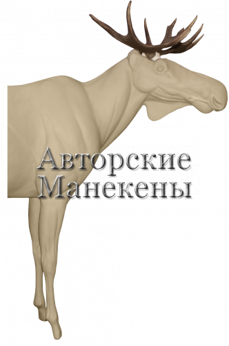 Манекен лось европейский ЛСЕМ-2 П 1/2