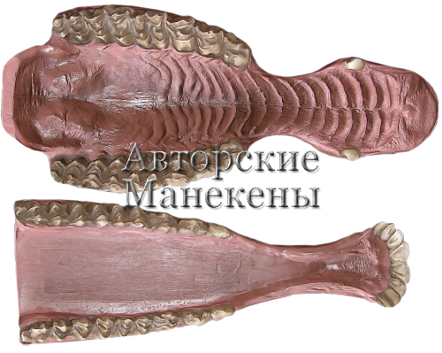 Челюсти олень пятнистый