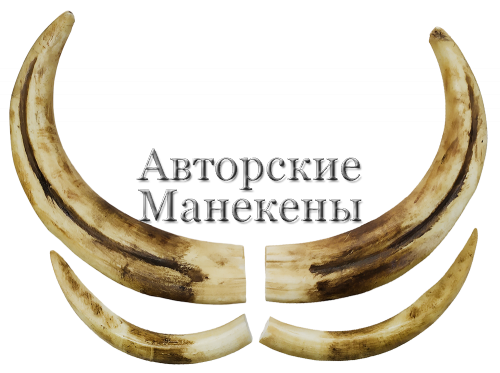 Клыки бородавочник крупный (окр.)