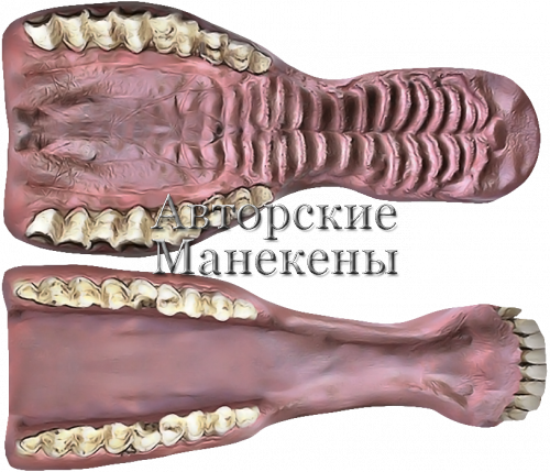 Челюсти баран снежный
