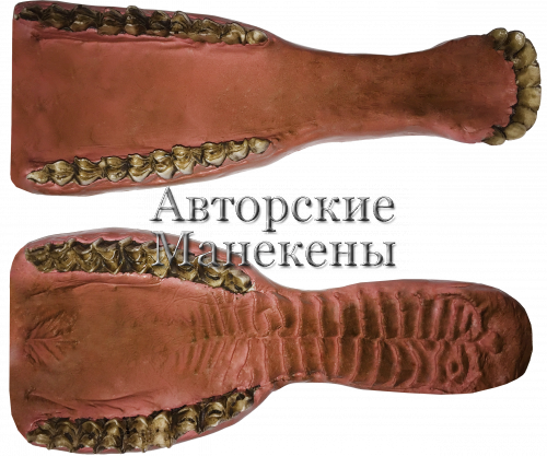 Челюсти аргали алтайский