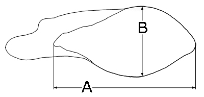 шаблон ушей.jpg