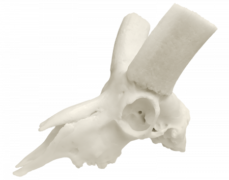 Череп козерог среднеазиатский