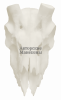 Череп газель аравийская