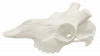 Череп косуля сибирская