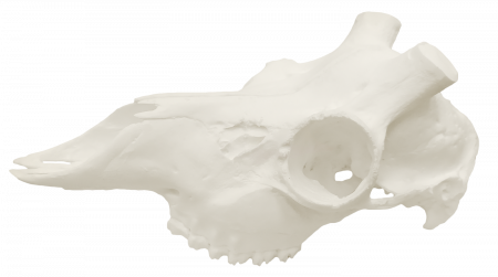 Череп косуля сибирская
