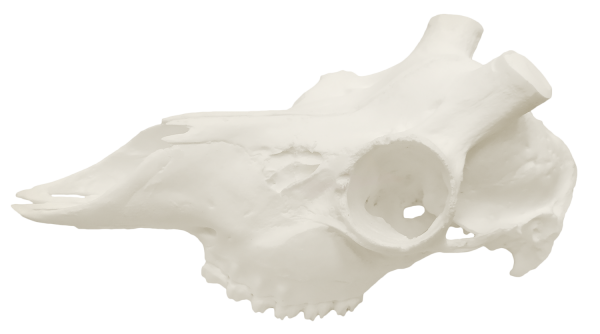 Череп косуля сибирская